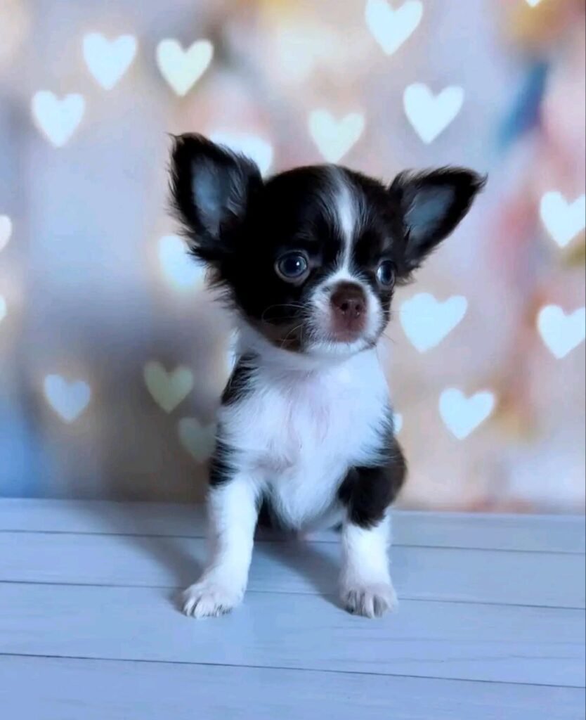 photo_2025-01-25_08-28-27