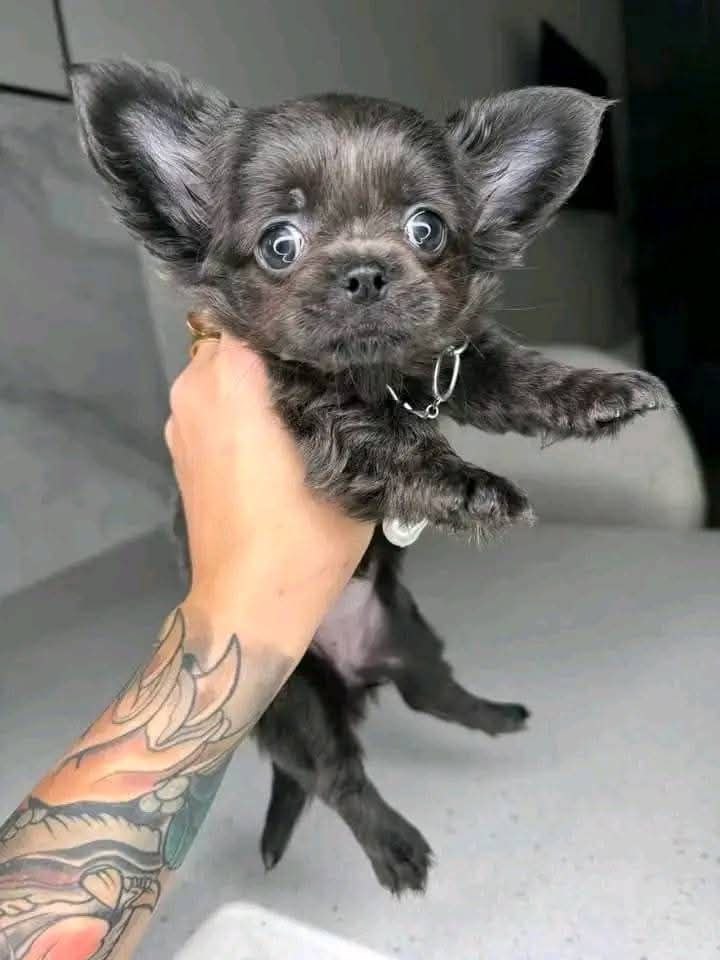 photo_2025-03-30_12-45-43